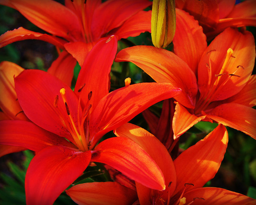 Red Red Lillies Photograph by Carol Toepke - Fine Art America