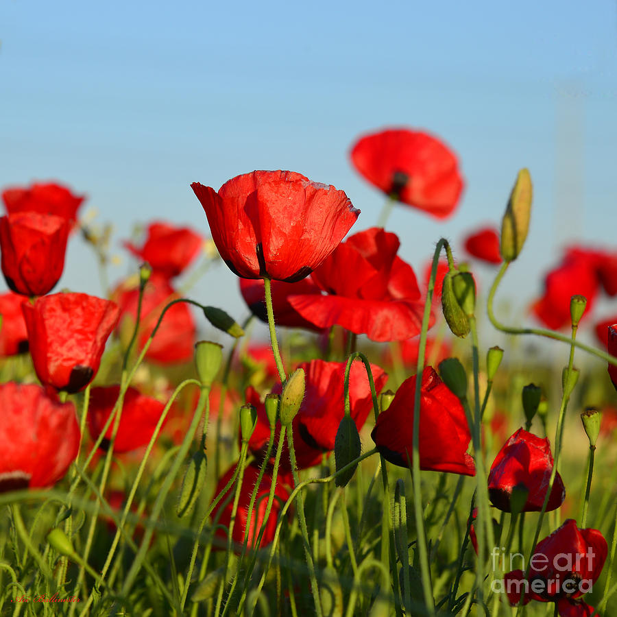 Red red poppies 03 Photograph by Arik Baltinester