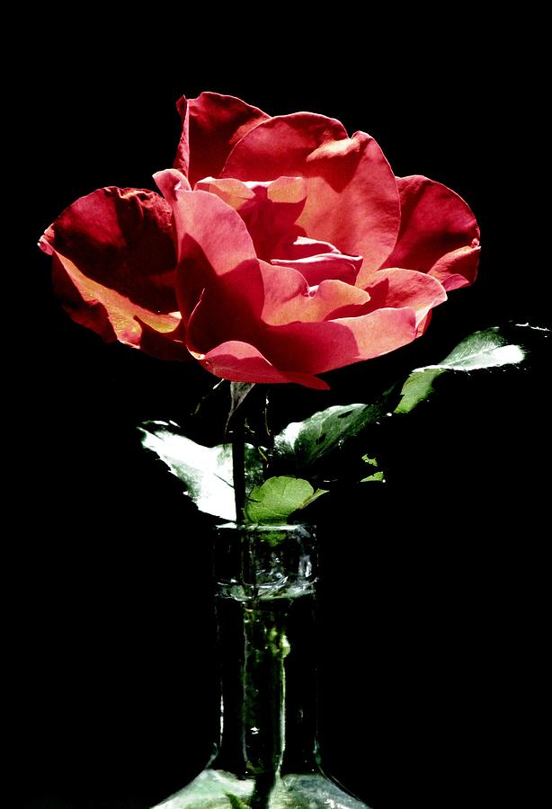 Red Red Rose Photograph by Angela Davies