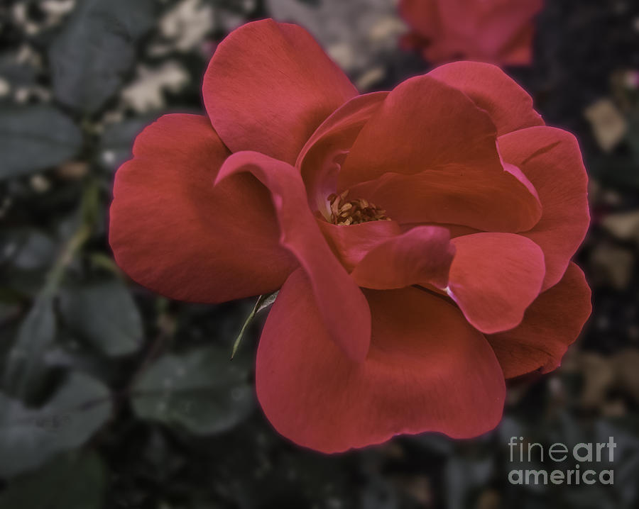 Red Red Rose Photograph by Arlene Carmel