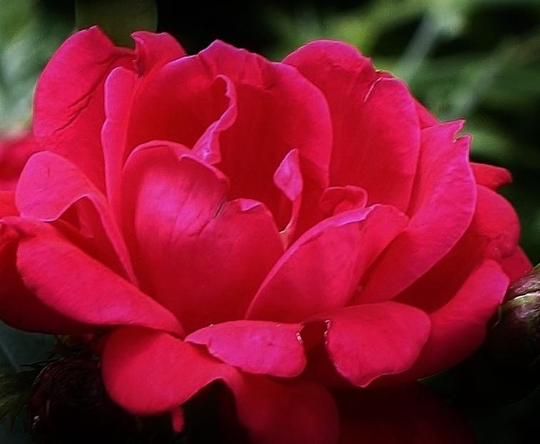 Red Red Rose Photograph by Bruce Bley