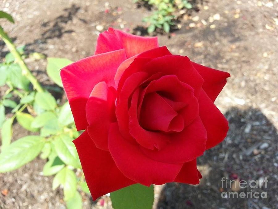 Rose Photograph - Red Red Rose by Charlotte Gray