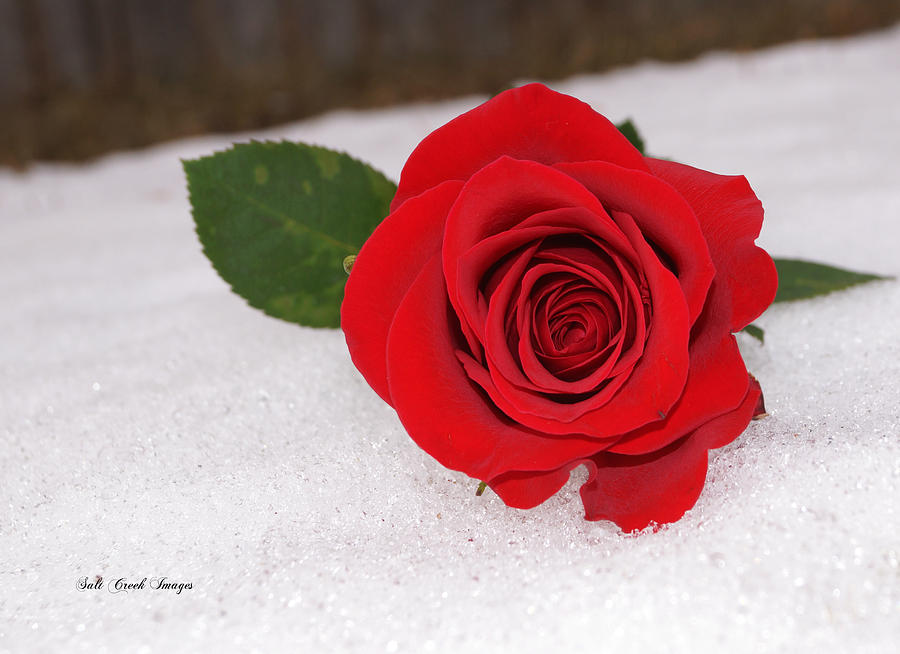 Rose Photograph - Red Red Rose by Cecily Vermote