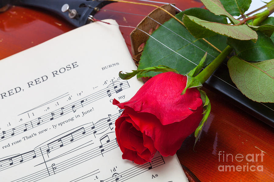 Red Red Rose Photograph by Diane Macdonald Red Red Rose Photograph by Diane Macdonald