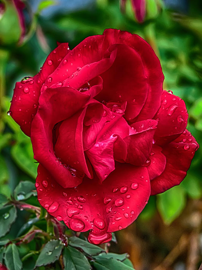 Red Red Rose Photograph by John Haldane