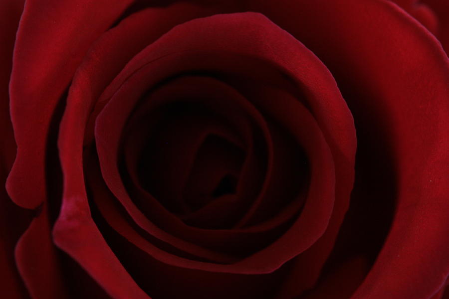 Red Red Rose Photograph by Keith Hawley