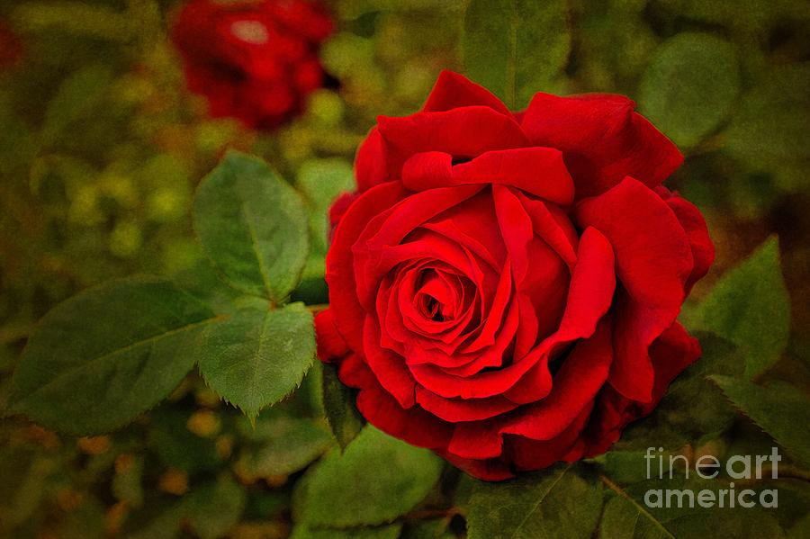 Red Red Rose Photograph by Peggy Hughes