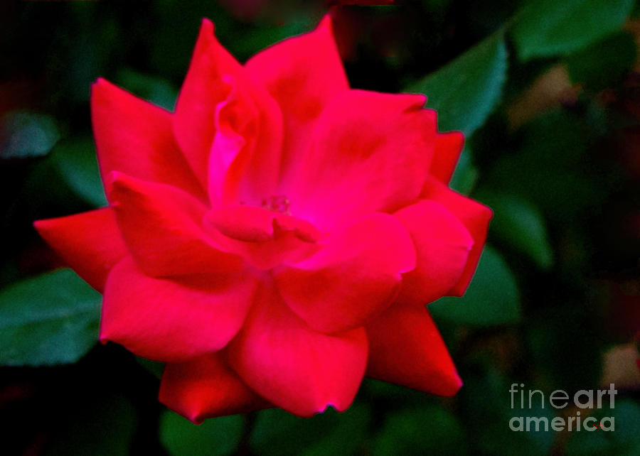 Red Red Rose Photograph by Sandra Clark