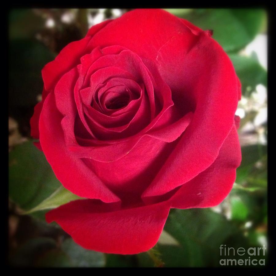 Red Red Rose Photograph by Susan Garren