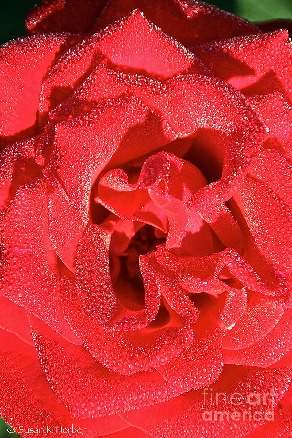 Red Red Rose Photograph by Susan Herber