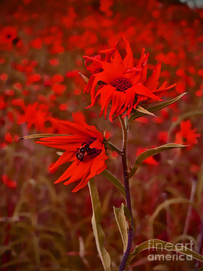 Flower Photograph - Red Red Wild Flowers by Minding My  Visions by Adri and Ray