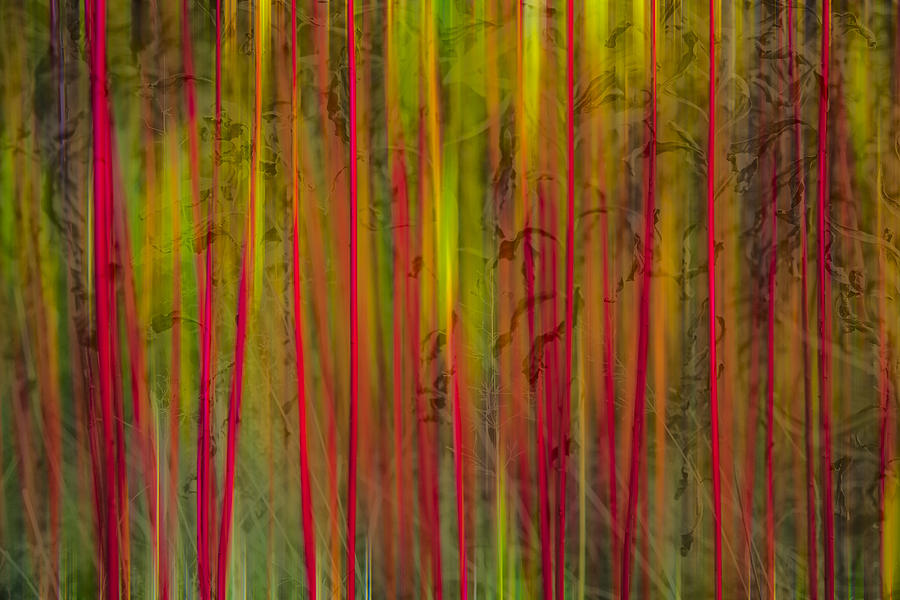 Red Reed Photograph by Andy Bitterer