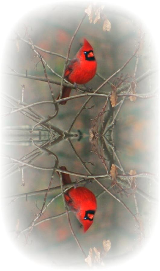 Cardinal Photograph - Red Reflection by Barbara S Nickerson