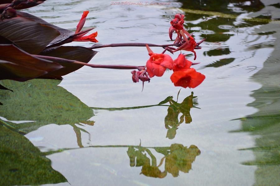 Red Reflection  Photograph by Sonali Gangane