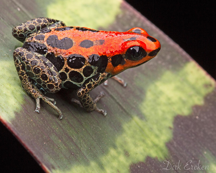 Jungle Photograph - Red Reticulated Poison Dart Frog by Dirk Ercken