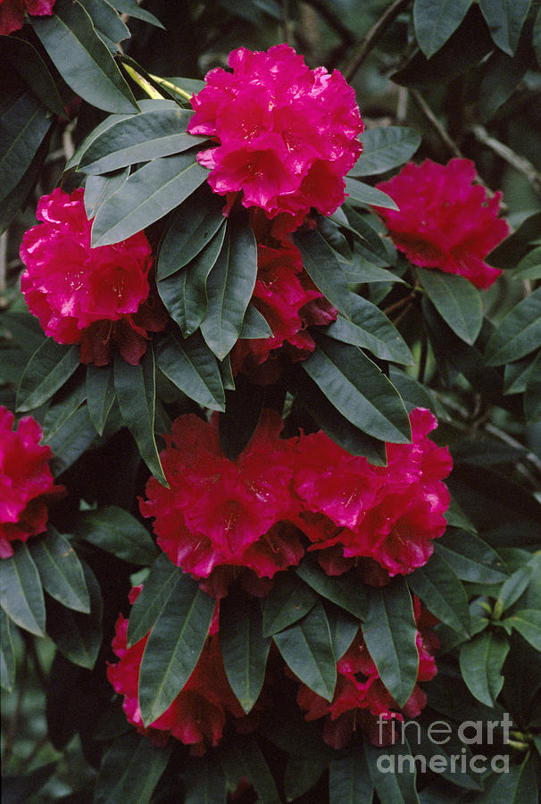 Red Rhodedendrons Photograph by Craig Lovell