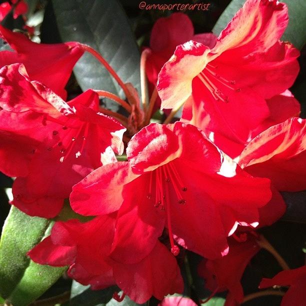 Flower Photograph - Red Rhododendron Afternoon Light by Anna Porter
