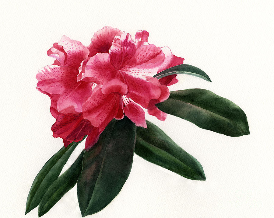 Flowers Still Life Painting - Red Rhododendron Blossom by Sharon Freeman