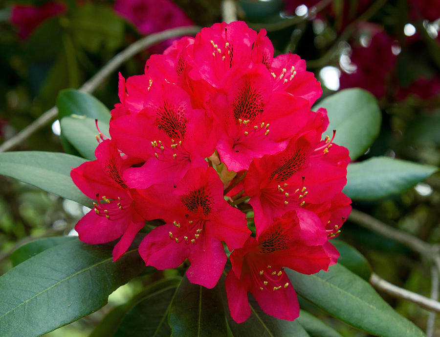 Red Rhododendron Photograph by David Freuthal