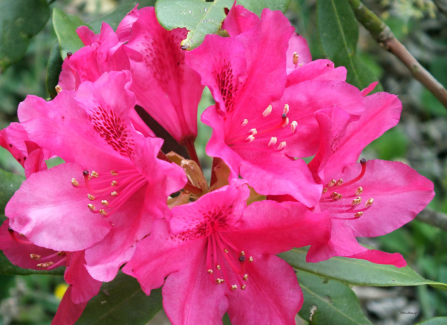 Red Rhododendron Flowers Photograph by Duane McCullough