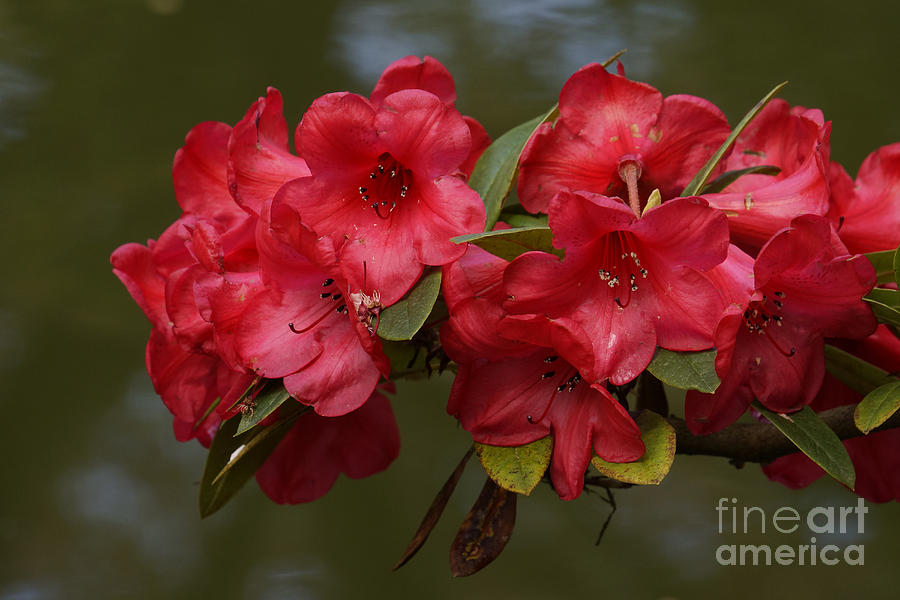Red Rhododendron Photograph by Inge Riis McDonald