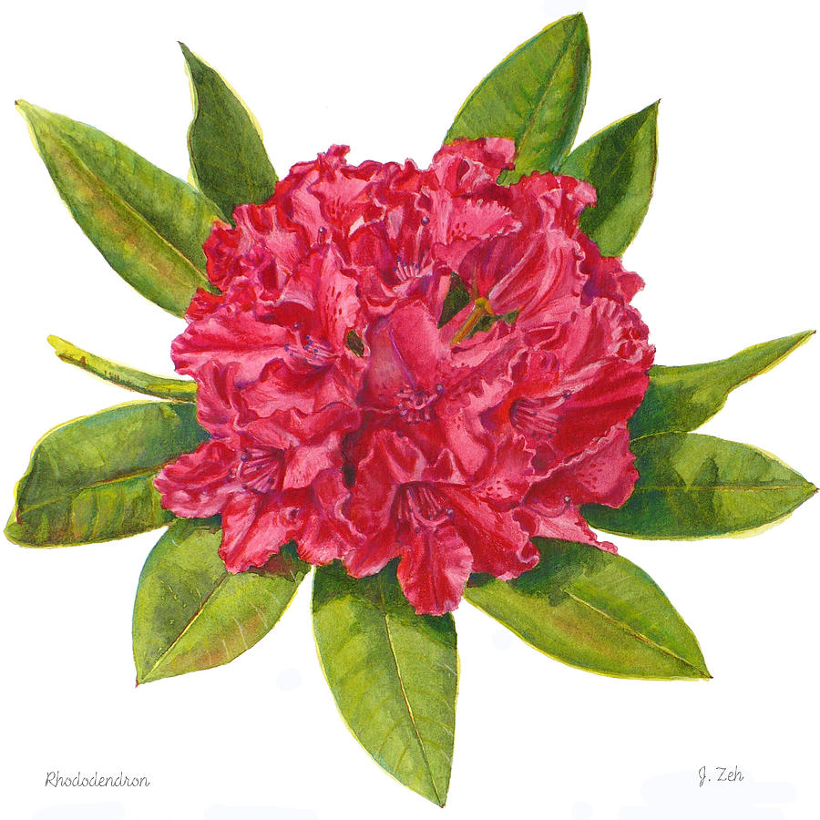 Red Rhododendron  Painting by Janet Zeh