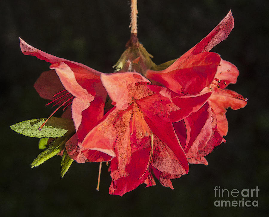Red Rhododendron Digital Art by Liz Leyden