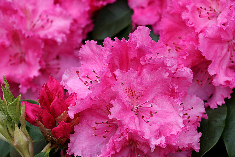Red Rhododendrons Photograph by Chriss Pagani