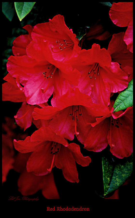 Red Rhododendrons Photograph by Jeanette C Landstrom
