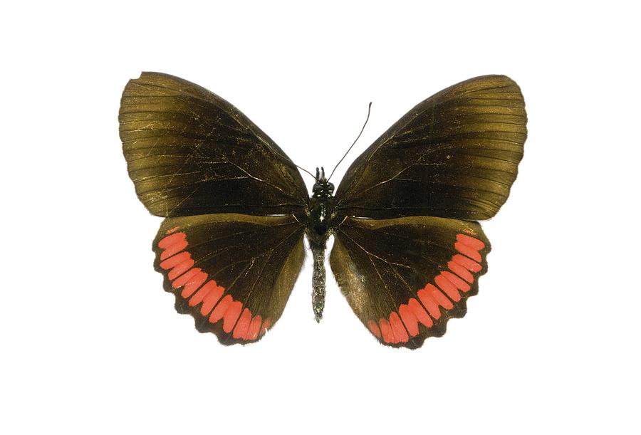 Red rim butterfly Photograph by Science Photo Library