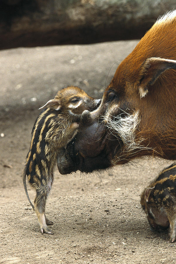 Red River Hog Baby And Mother Photograph by San Diego Zoo