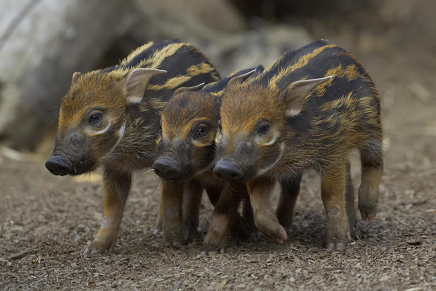 Red River Hog Piglet Trio Photograph by San Diego Zoo