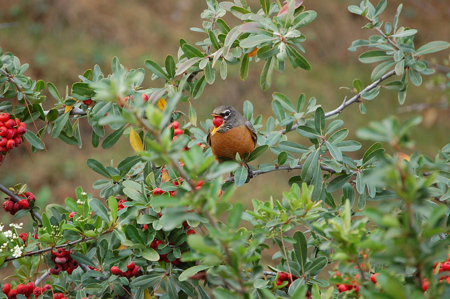 Red Robin Eating Berries Photograph by Linda Brody