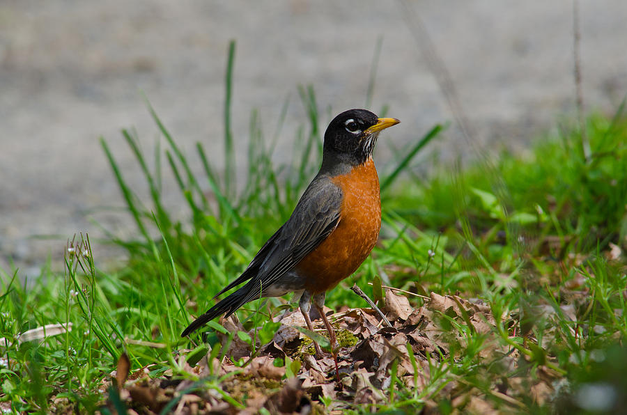 Red Robin Photograph by Tikvahs Hope