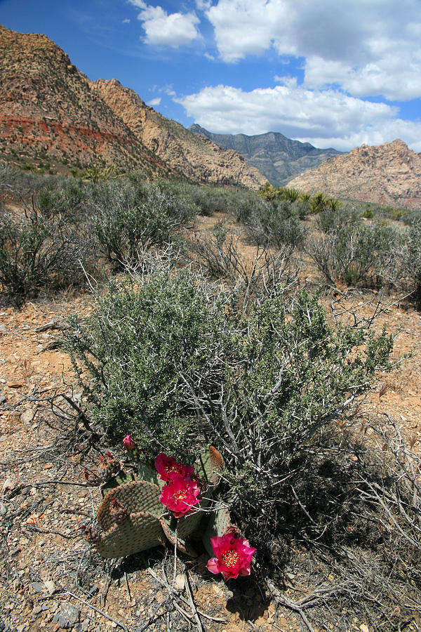Red Rock Canyon Cactus Bloom Photograph by Scott Cunningham