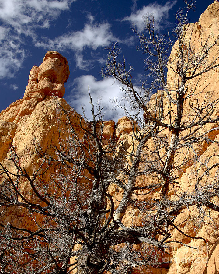 Gallery Photograph - Red Rock Canyon by Richard Smukler