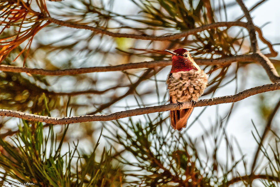 Hummingbird Photograph - Red Rock Country Hummingbird by Bob and Nadine Johnston