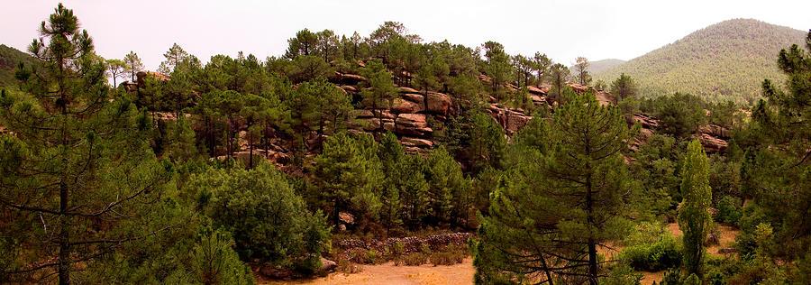 Red Rock Green Forest No3 Photograph by Weston Westmoreland