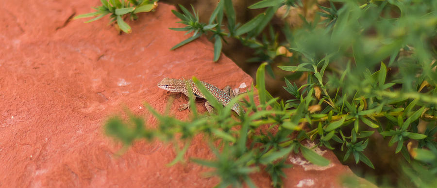 Closeup Photograph - Red Rock Lizard by Andreas Hohl