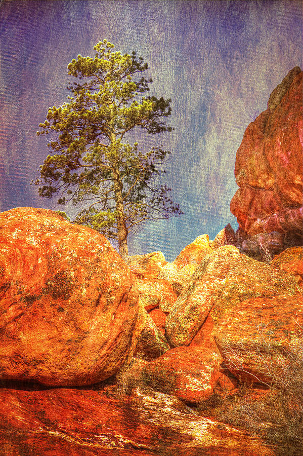 Red Rock Pine-HDR Photograph by Barry Jones