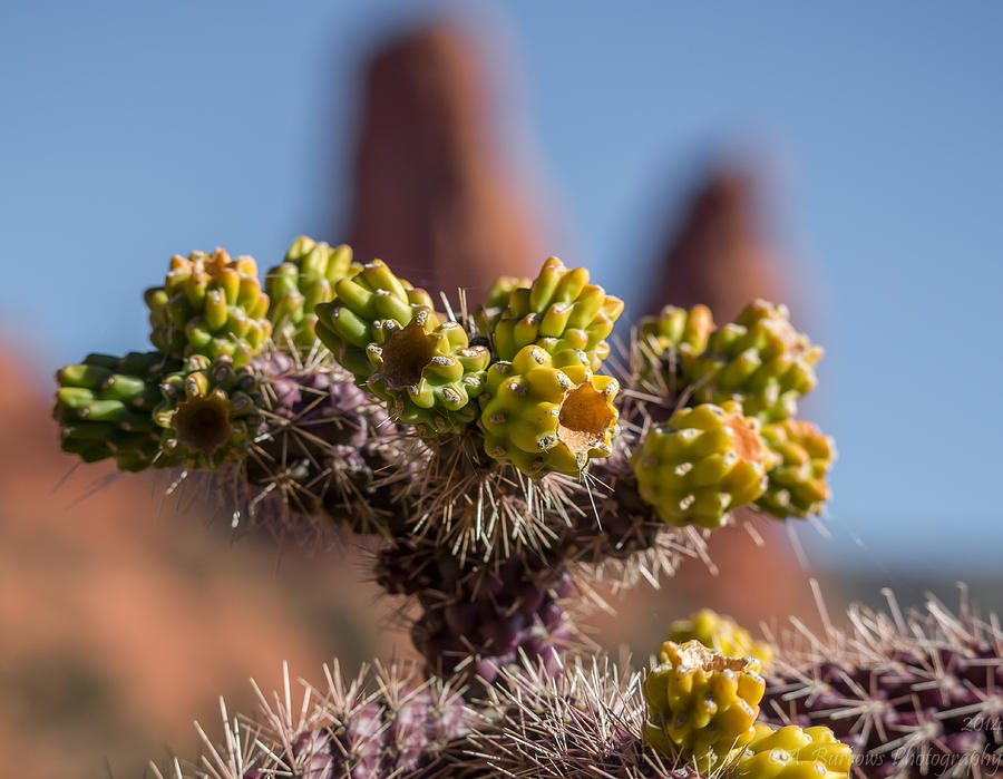 Red Rocks Cholla Photograph by Aaron Burrows