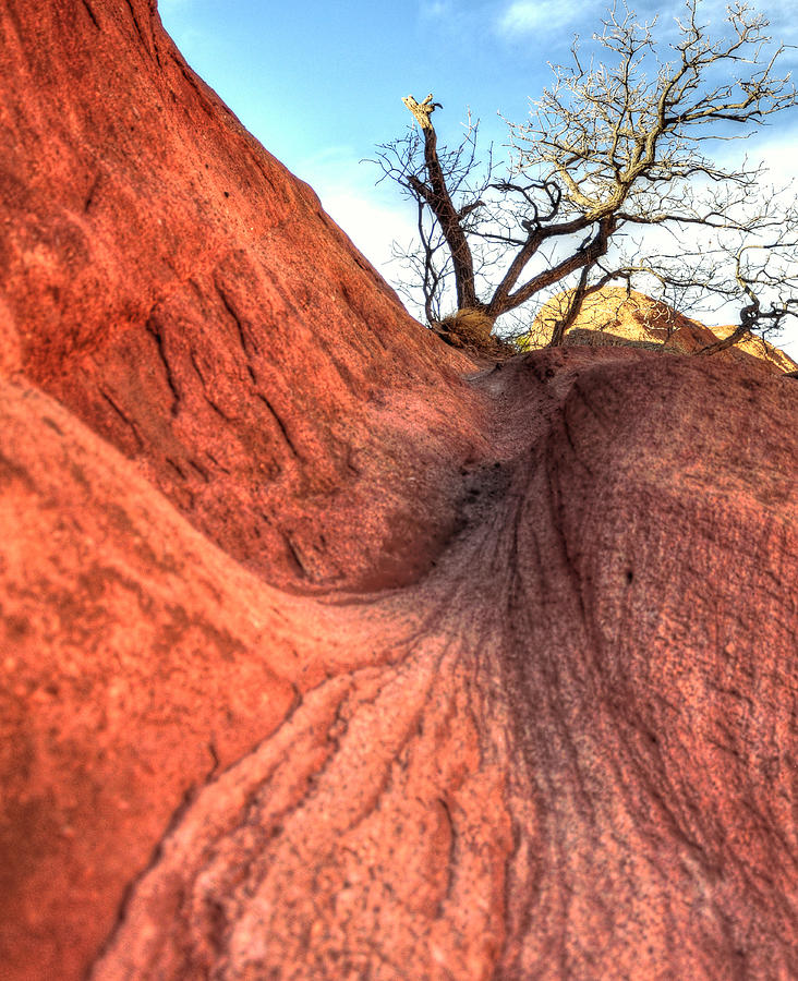 Red Rocks Tree 9769 2 Photograph by Jerry Sodorff