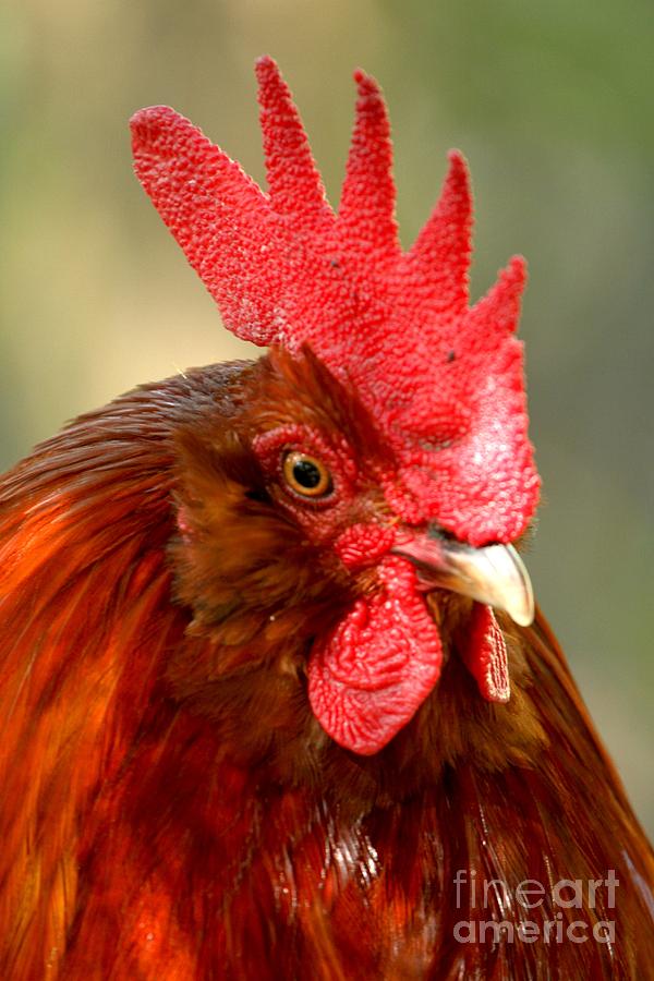 Red Rooster Photograph by Adam Jewell