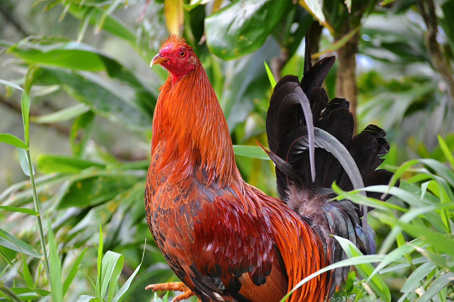 Red Rooster Photograph by Amanda Eberly