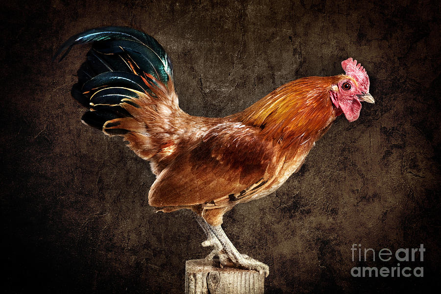 Chicken Photograph - Red Rooster on Fence Post by Cindy Singleton
