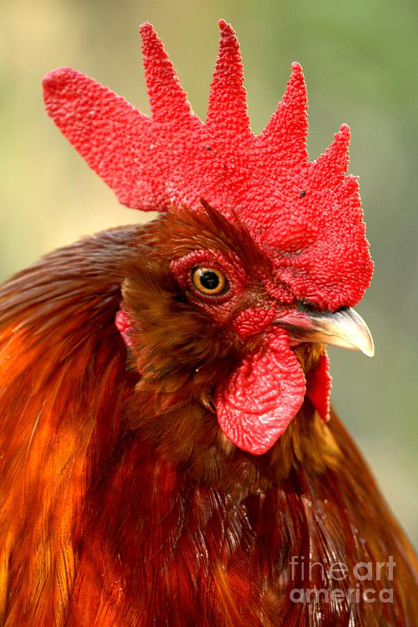 Red Rooster Portrait Photograph by Adam Jewell