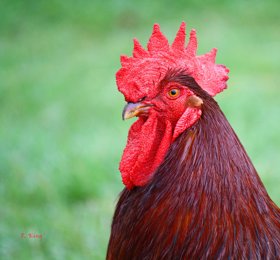 Red Rooster Portrait Photograph by Roena King | Fine Art America