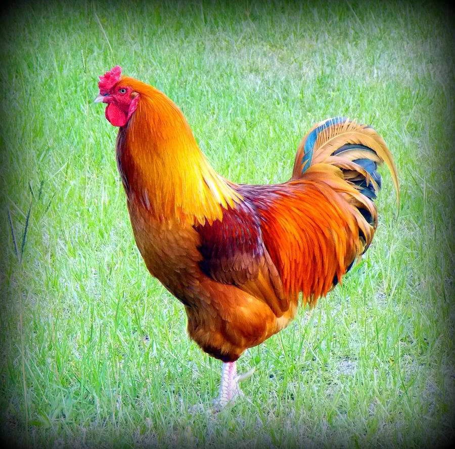 Red Rooster Photograph by Sheri McLeroy