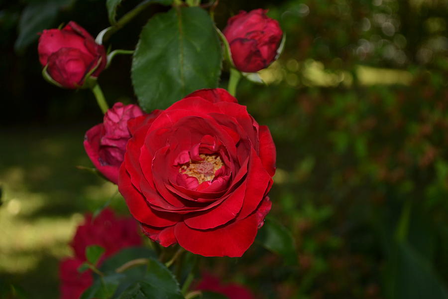 Red Rose 004 Photograph by George Bostian - Fine Art America