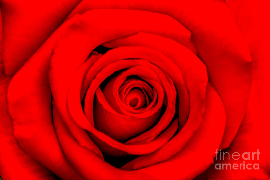 Spring Photograph - Red Rose 1 by Az Jackson